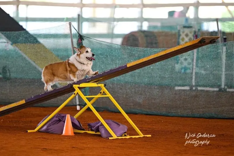 Corgi balancing on an agility seesaw during training