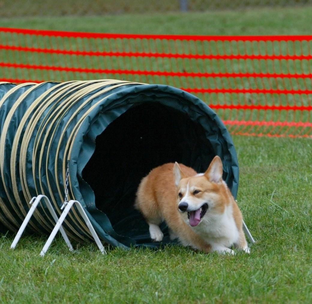 Dog resting during an in-home pet care visit from Paws N' Reflect